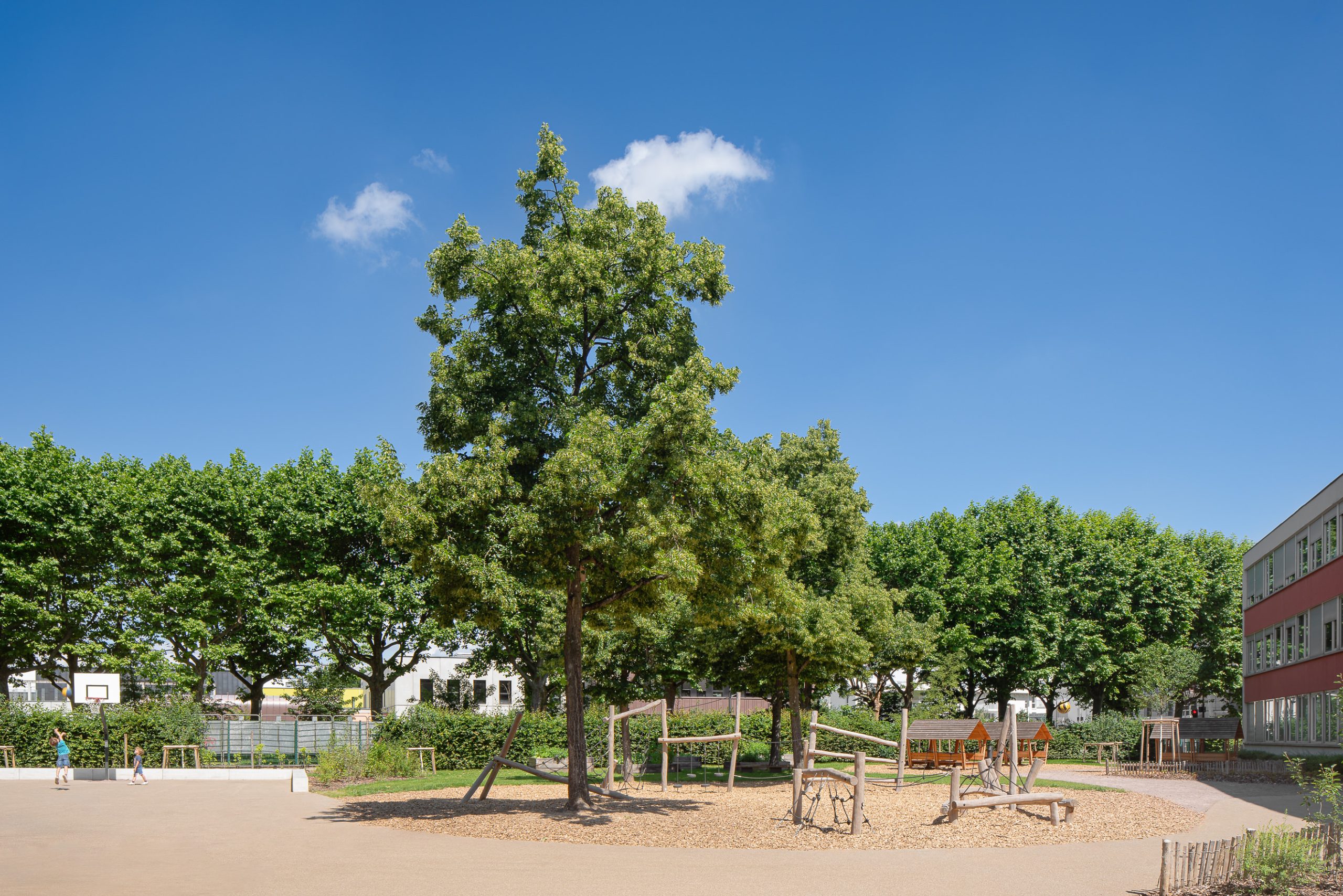 vegetalisation cour ecole strasbourg