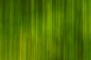 nature-green-scents-04